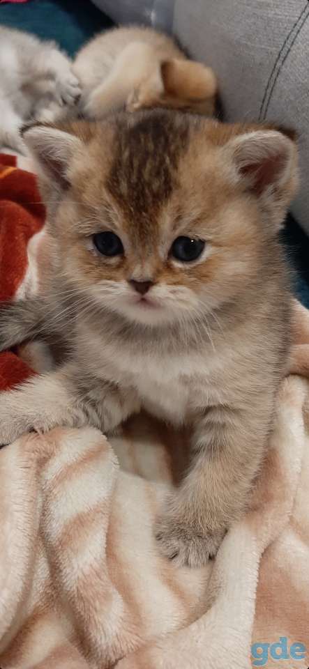 Котята, фотография 2