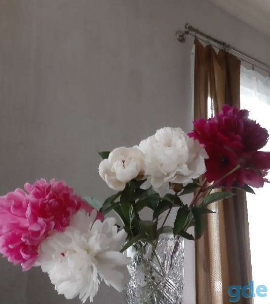 ПИОНЫ, фотография 1