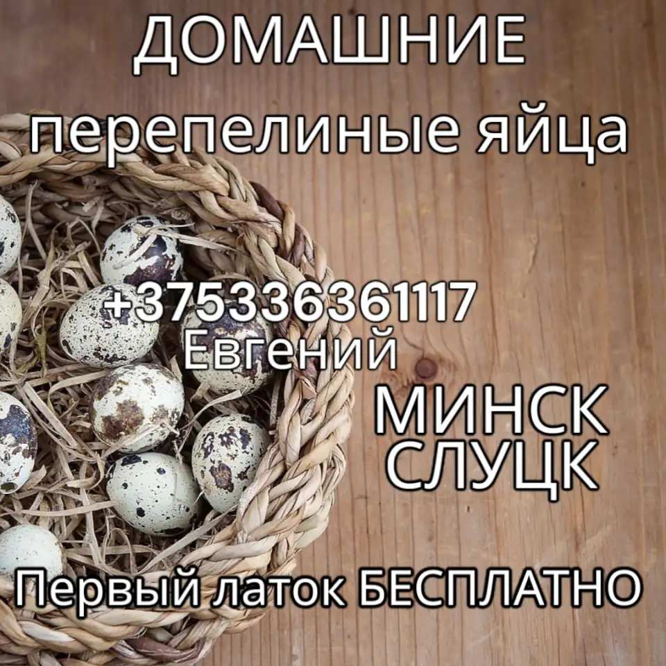 Яйца перепелов, фотография 1