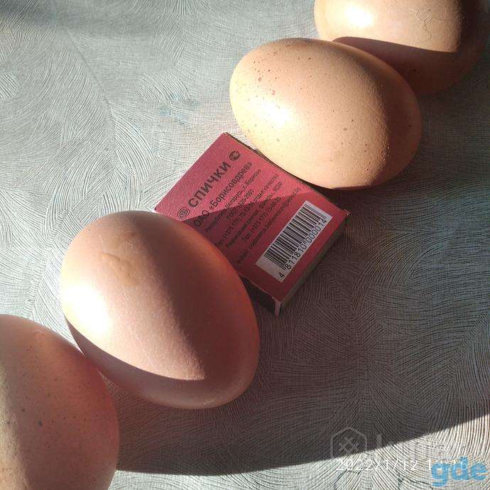 Яйца домашние, фотография 5
