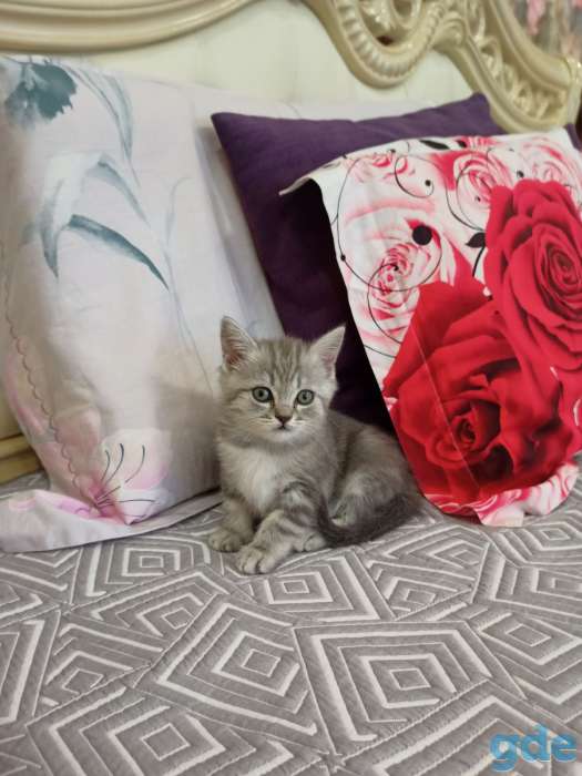 котята шотландские, фотография 2