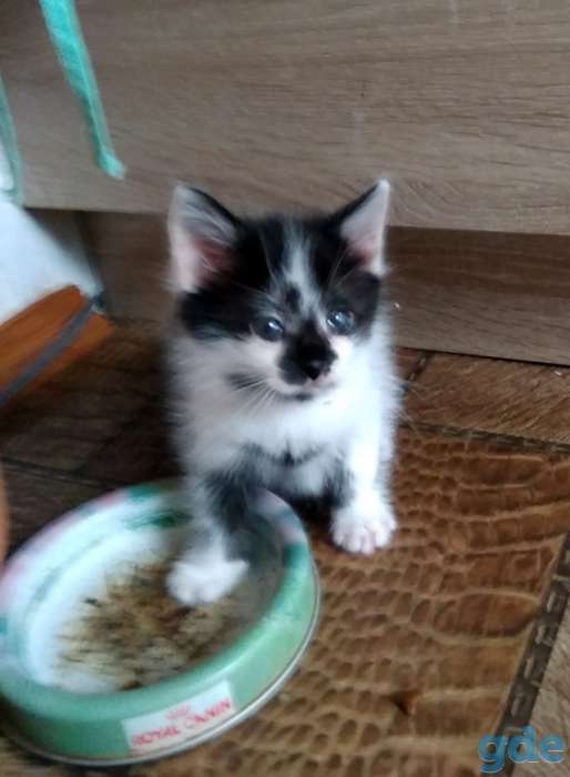 Котенок в добрые руки, фотография 6