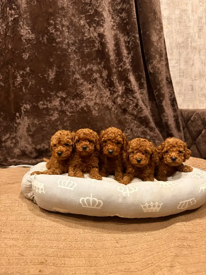 Той пудель щенки, фотография 3