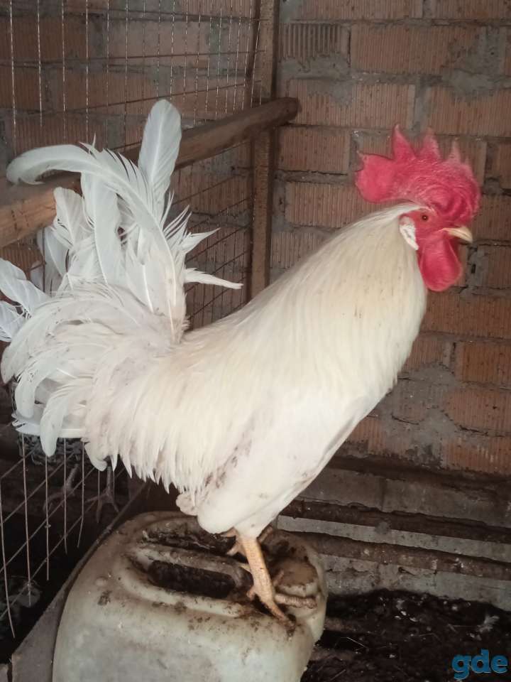 Инкубационное яйцо, фотография 11
