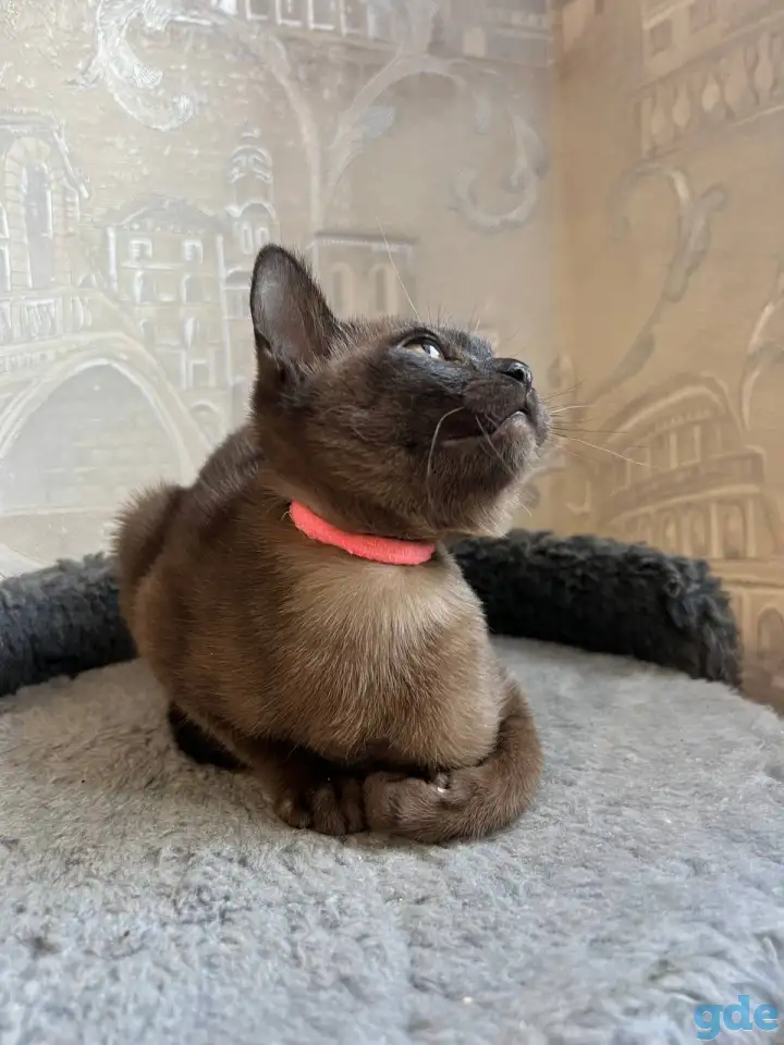 Котята европейской бурмы, фотография 3