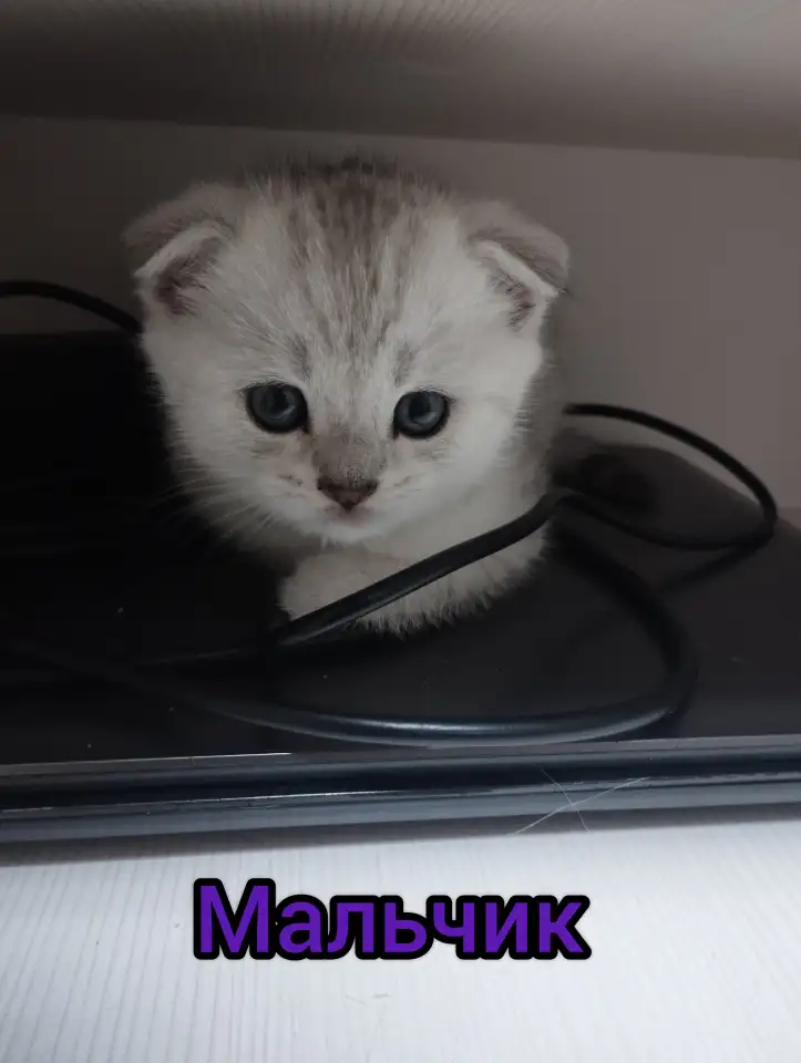 Шотландские котята, фотография 6