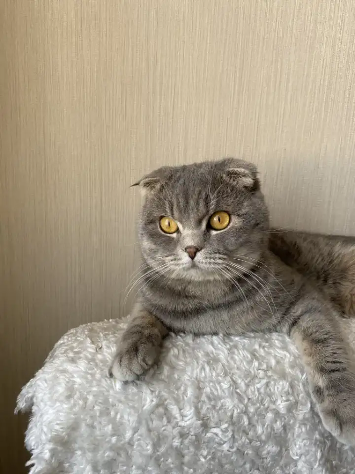 Отдадим кота в хорошие руки. 2 года, фотография 2