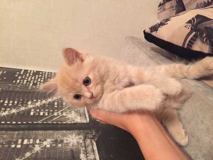 Британские котята, фотография 4