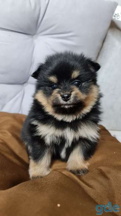 Померанский шпиц мальчик 1 месяц, фотография 1