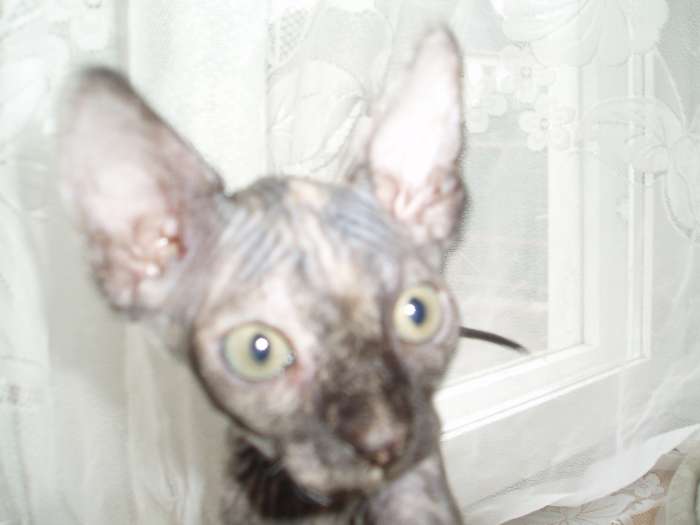 Котята Канадского сфинкса, фотография 2