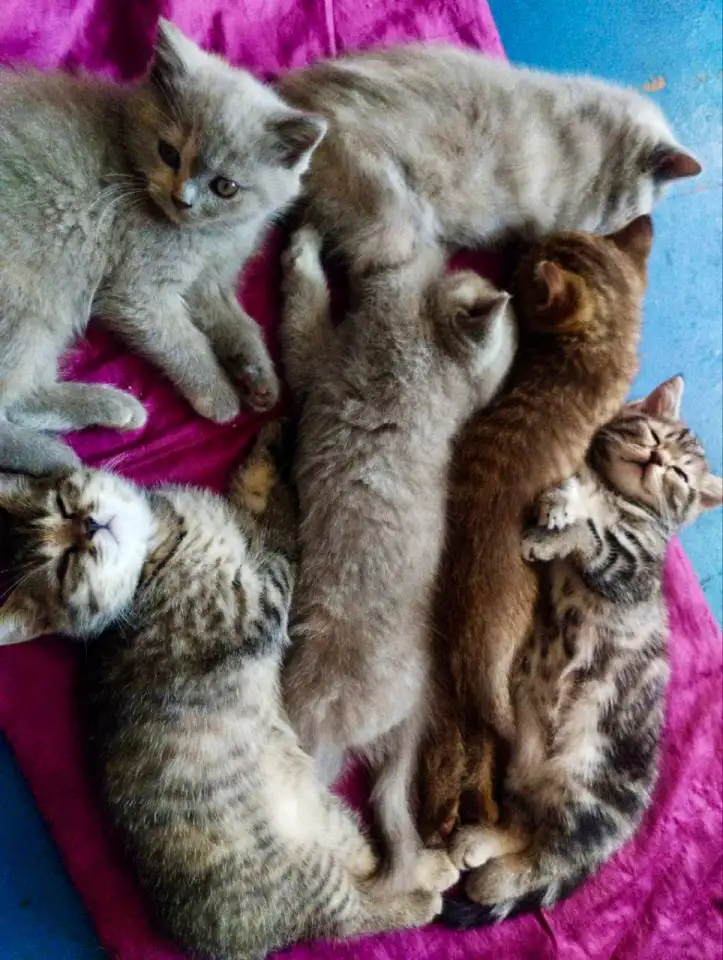 Шотландские котята. Скоттиш-страйт, фотография 8