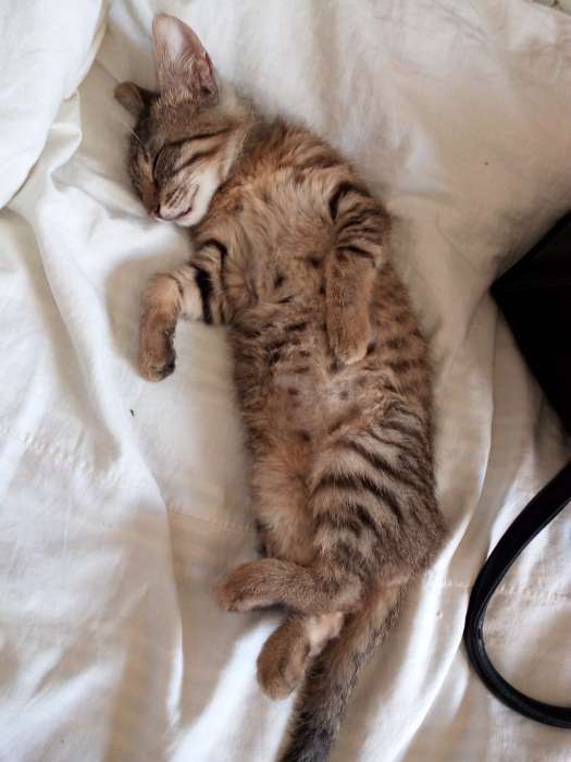 отдам котенка в хорошие руки, фотография 2