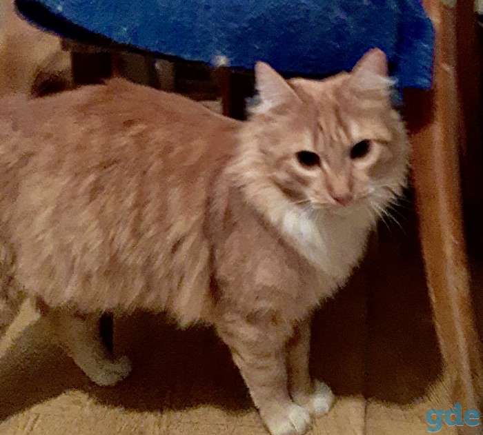 Рыжие котята в дар, фотография 1