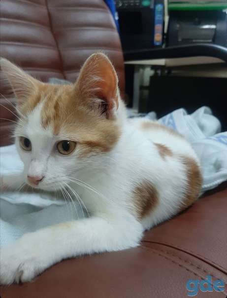 Котенок ищет дом, фотография 1