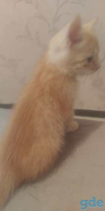 Котенок в добрые руки, фотография 3