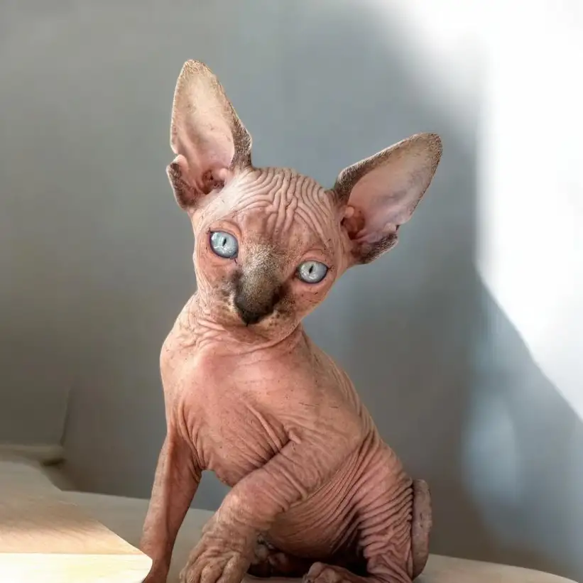 Котята канадского сфинкса, фотография 10