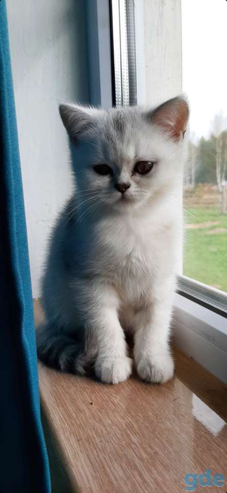 Котята, фотография 4