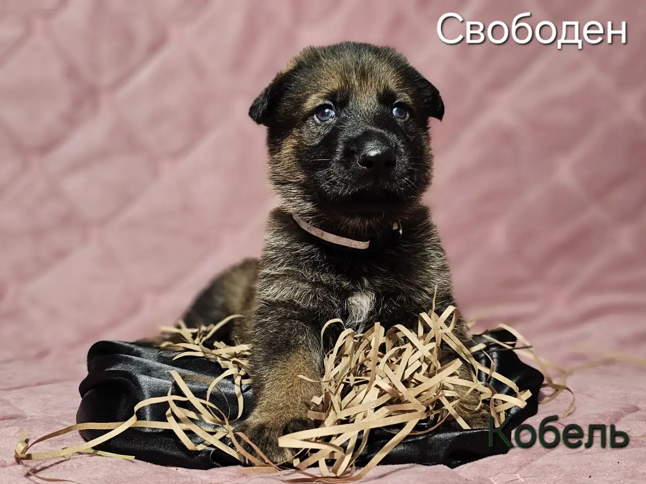 Щенки немецкой овчарки, фотография 2