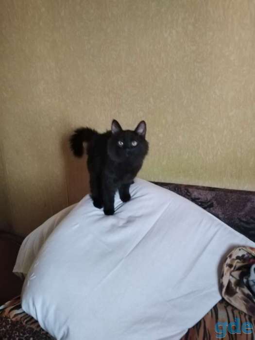 Дарю котят., фотография 2