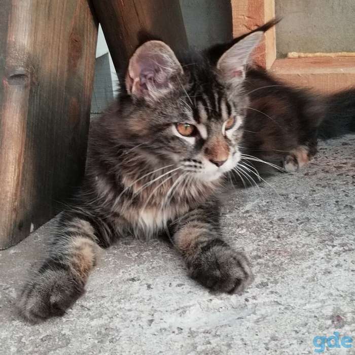 Мейн кун котята, фотография 1