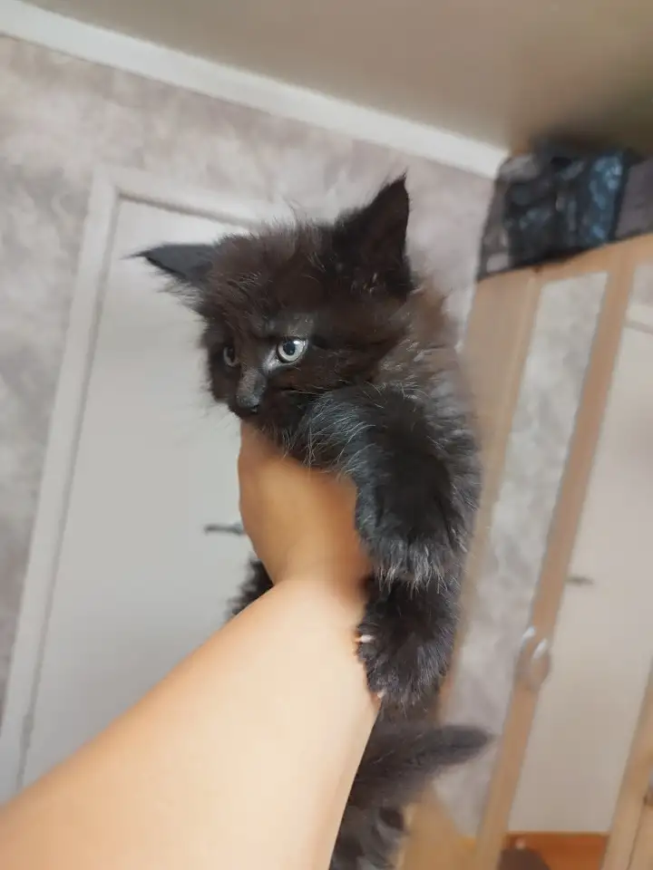 Котята, фотография 4