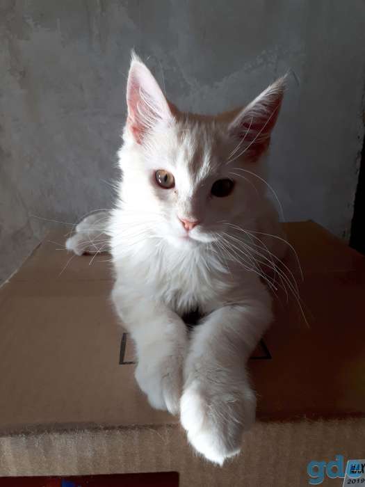 Котята Мейн КУН, фотография 6