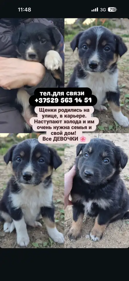 Срочно щенки в хорошие руки, фотография 1