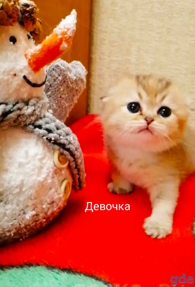 Продажа шотландского котенка, фотография 4