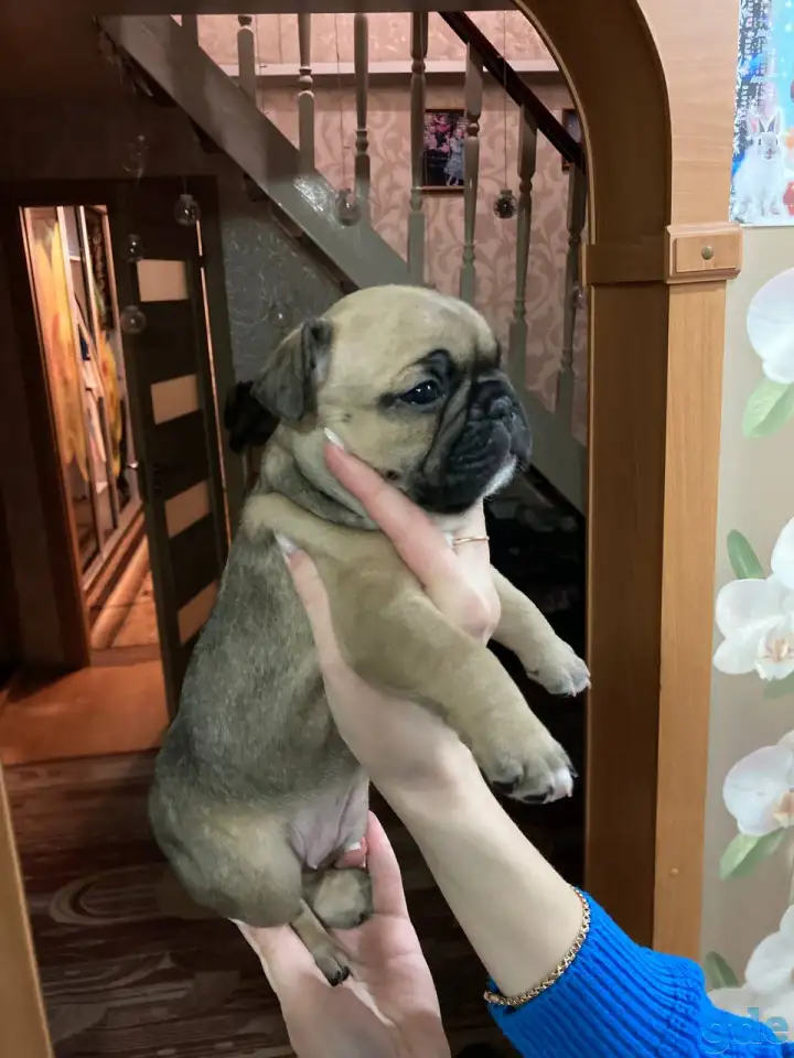 Французский бульдог, фотография 1