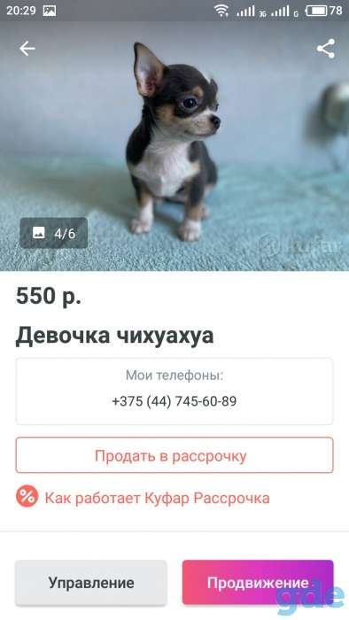Продам чихуа－хуа, фотография 2