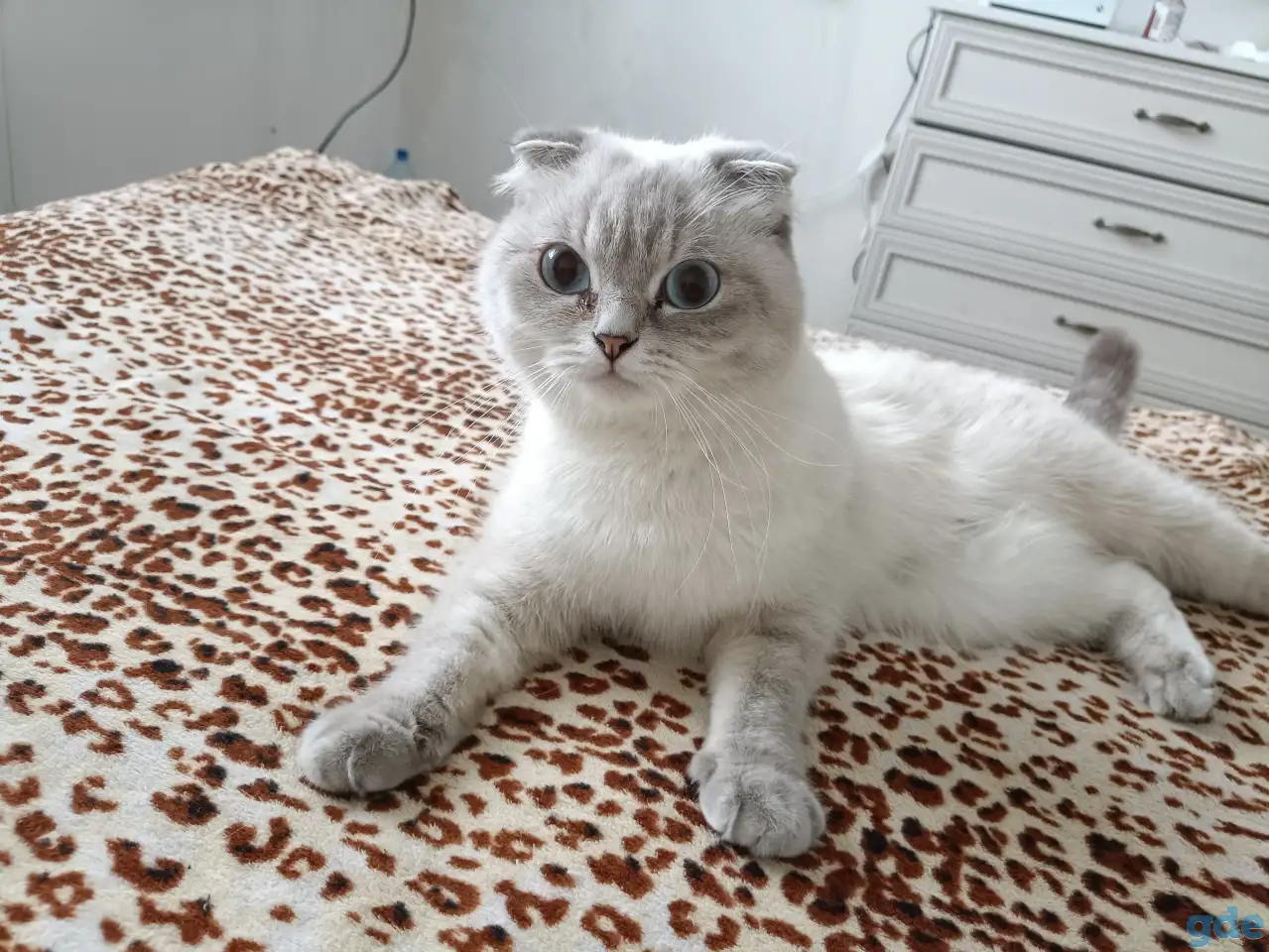 Продаются котята, фотография 5
