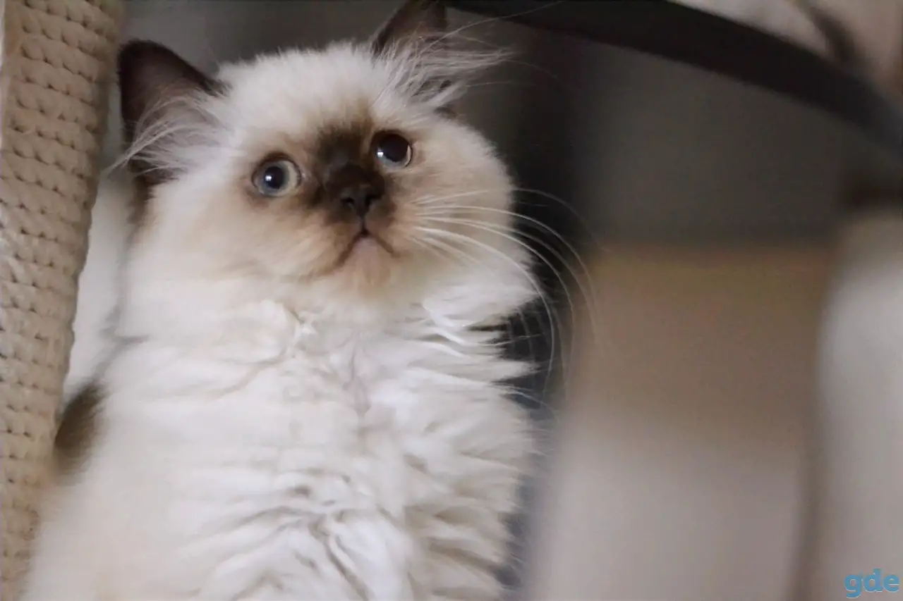 Шотландский котенок Девочка, фотография 1
