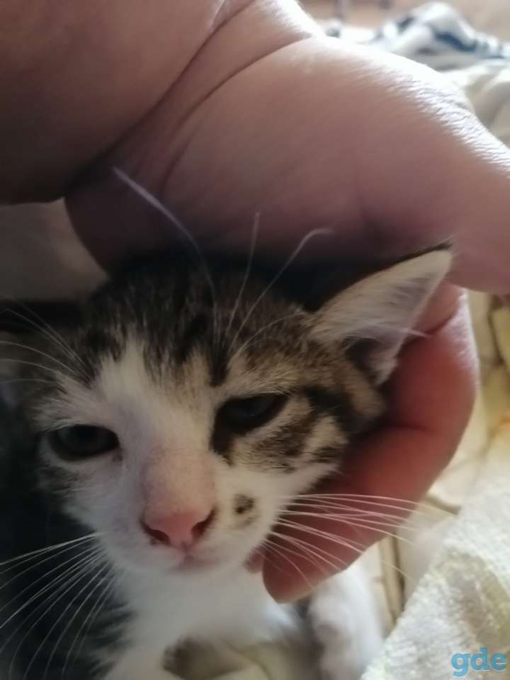 Котёнок в хорошие руки, фотография 1
