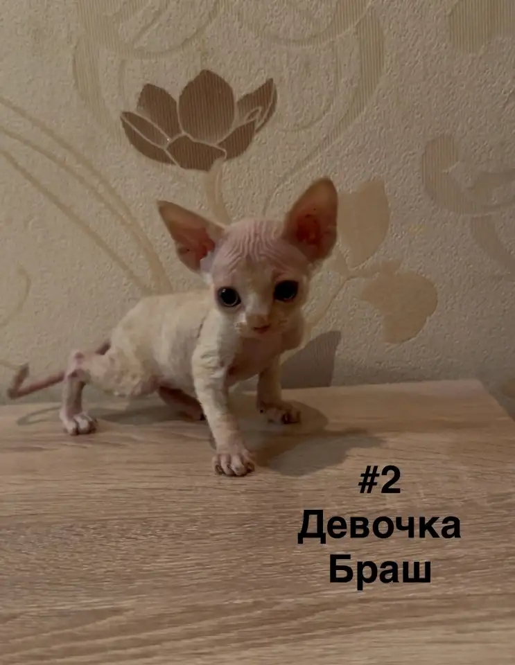 Котята канадского сфинкса браш, резинка, бархат, фотография 2