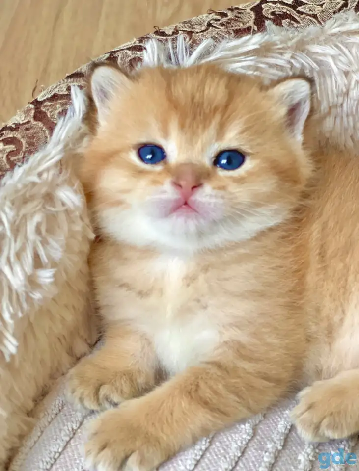 ЗОЛОТАЯ ШИНШИЛЛА шотландские котята, фотография 1