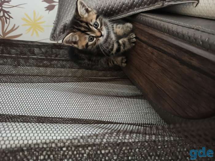 Продам британских котят, фотография 3