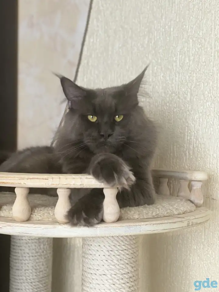 Котята мейн-кун полидакты  (5 мес) с документами, фотография 3