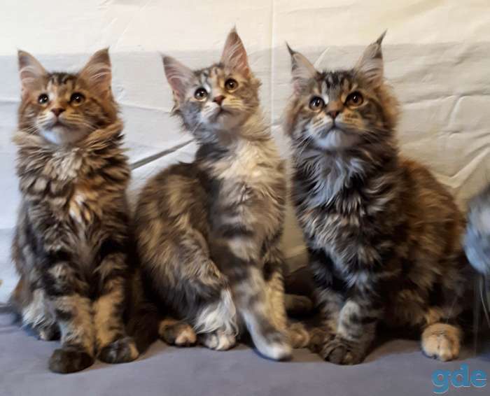 Котята Мейн Кун, фотография 1