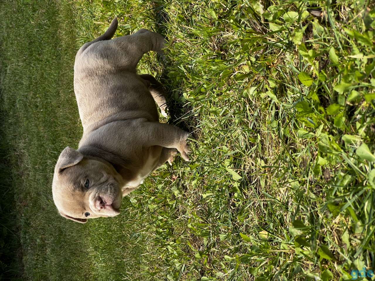 Продам щенков, фотография 4