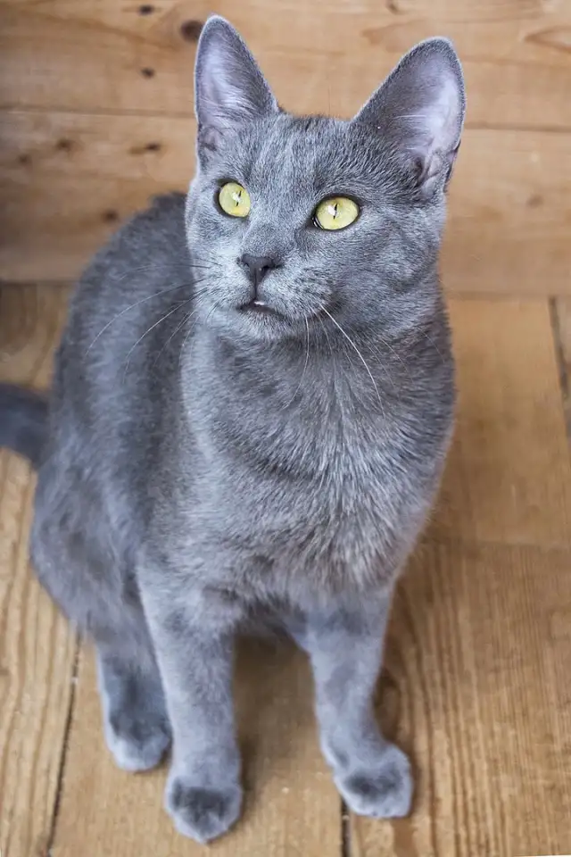 Кот Маус, кастрирован., фотография 3