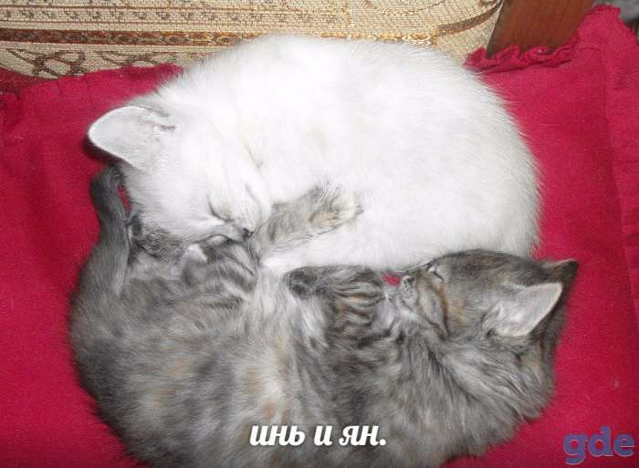Котята от кошки породы 