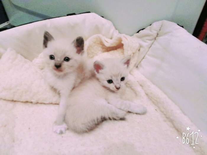 Отдам котят в хорошие руки)), фотография 4