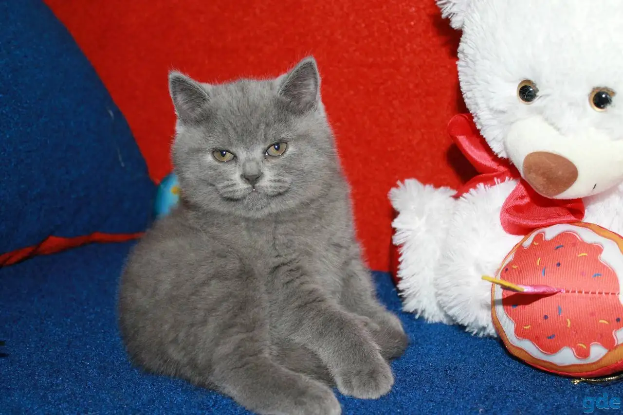 Котята британцы, фотография 3
