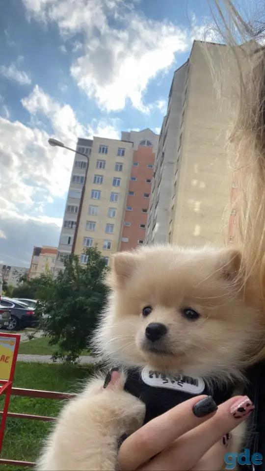 Шпиц, фотография 1