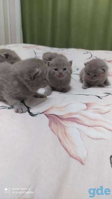 Британские котята, фотография 3