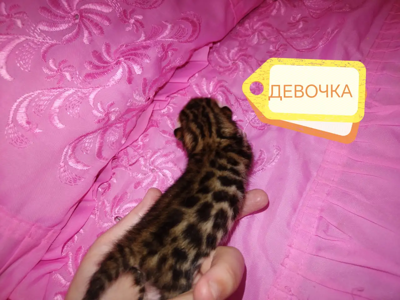 Шикарные бенгальские котята, фотография 6
