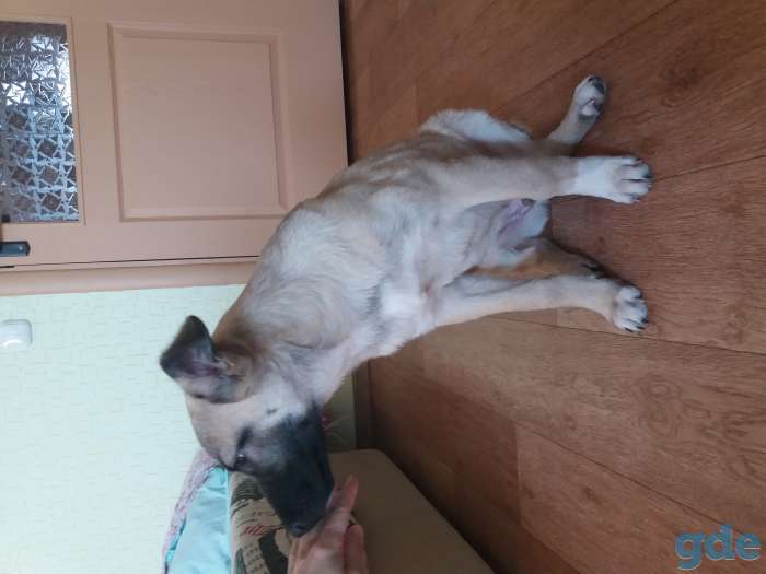 Щенок кобель в дар, фотография 3