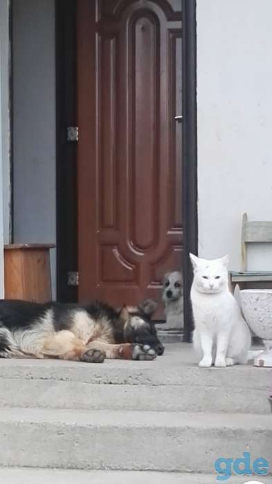 Пропала кошка, фотография 1