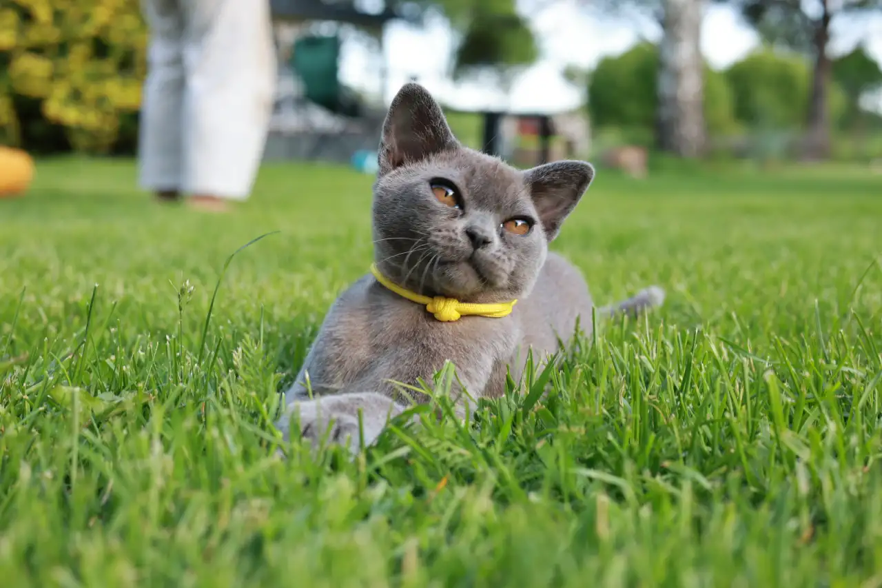 Котенок Европейской Бурмы голубого окраса, фотография 9