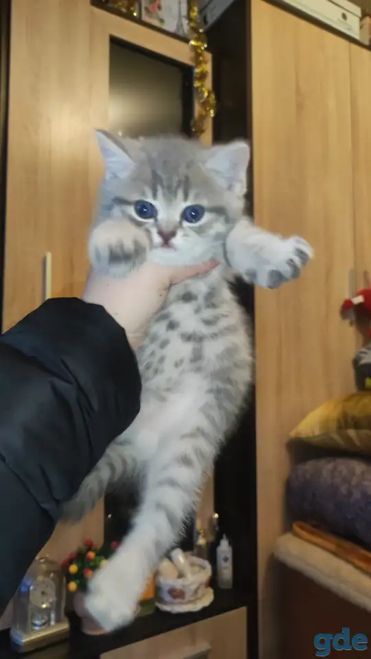 Шотландские чистокровные котята, фотография 12